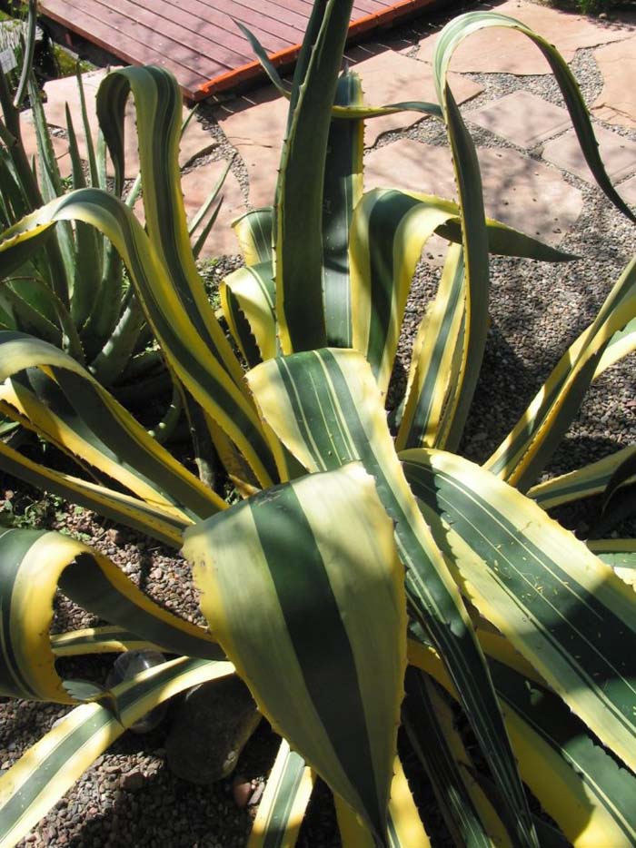 Plant photo of: Agave americana var. marginata