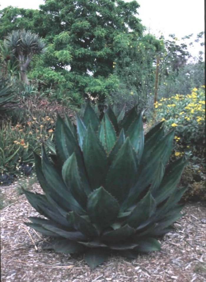 Plant photo of: Agave bovicornuta