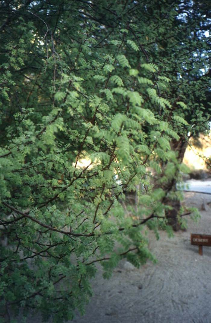 Plant photo of: Acacia constricta