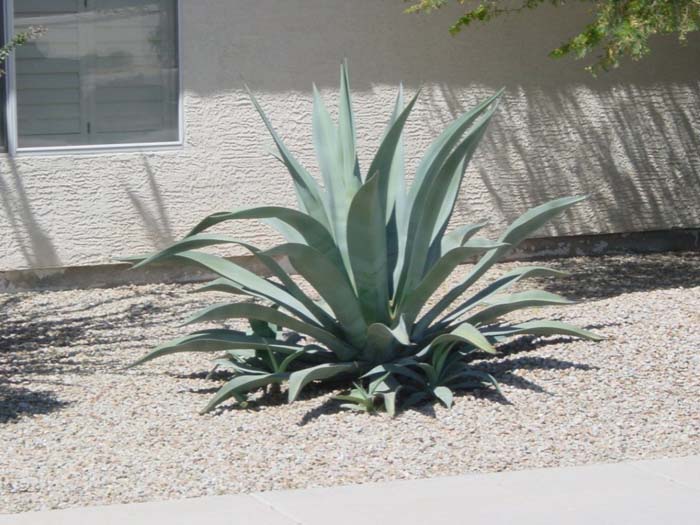 Plant photo of: Agave weberi