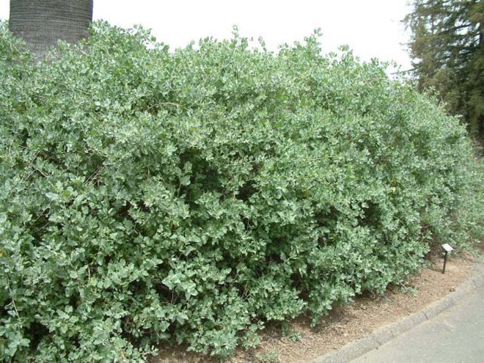 Plant photo of: Atriplex lentiformis