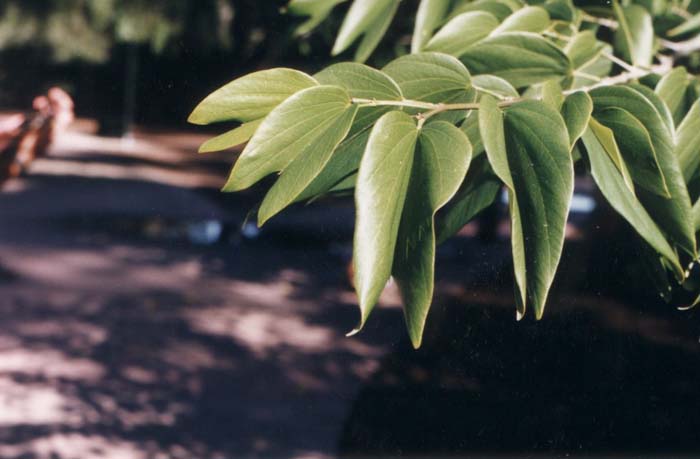 Plant photo of: Bauhinia forficata