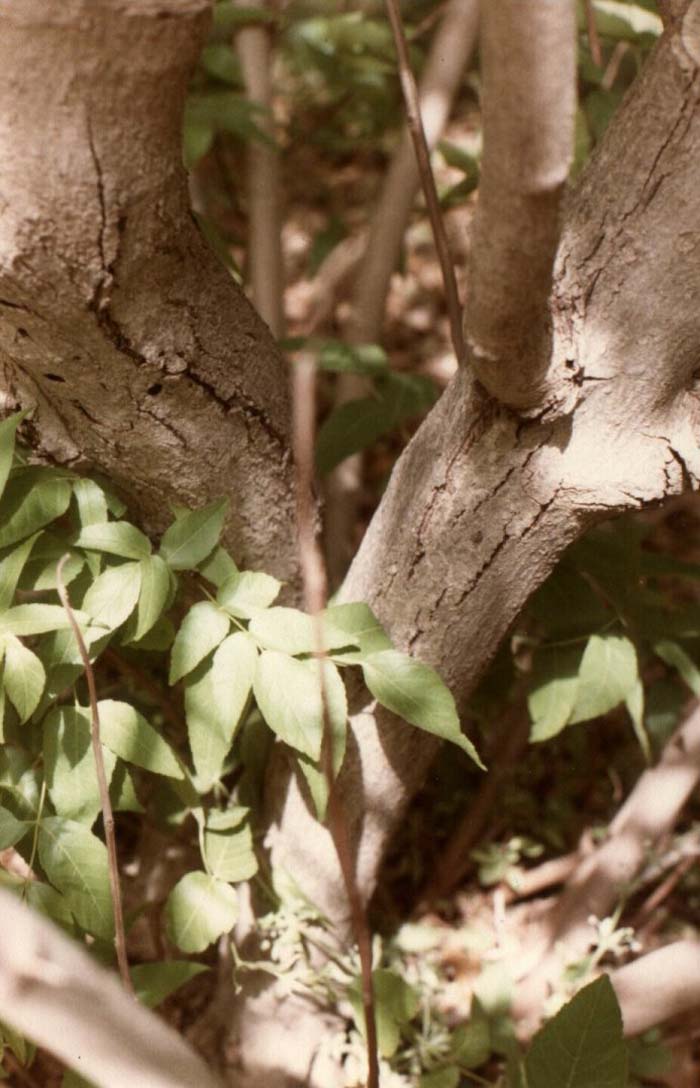 Plant photo of: Ungnadia speciosa