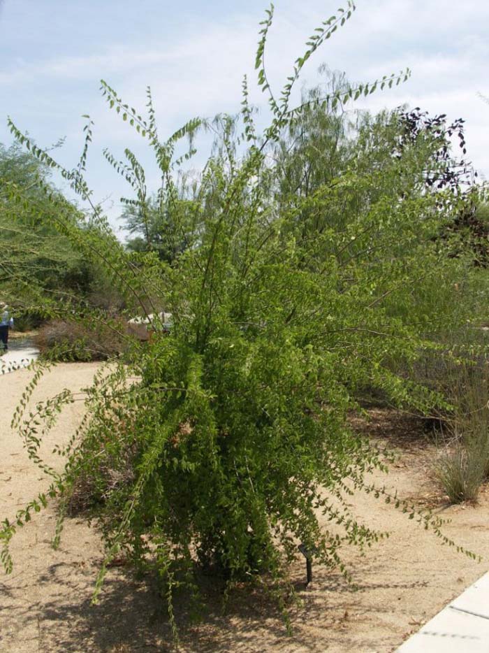 Plant photo of: Celtis reticulata