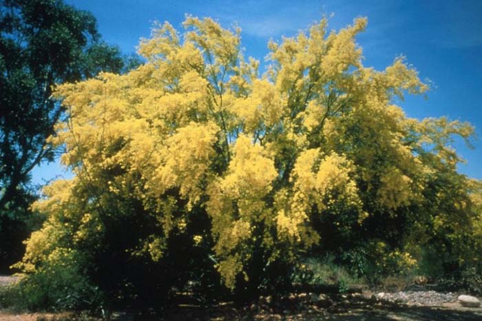 Plant photo of: Parkinsonia microphylla