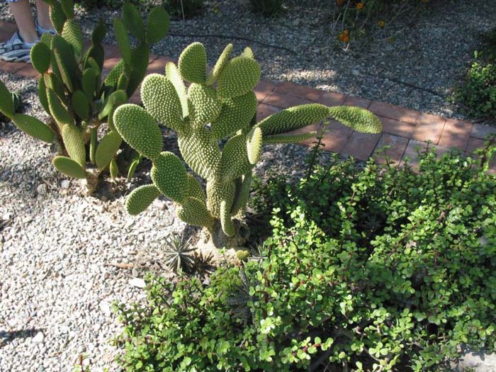 Plant photo of: Opuntia microdasys