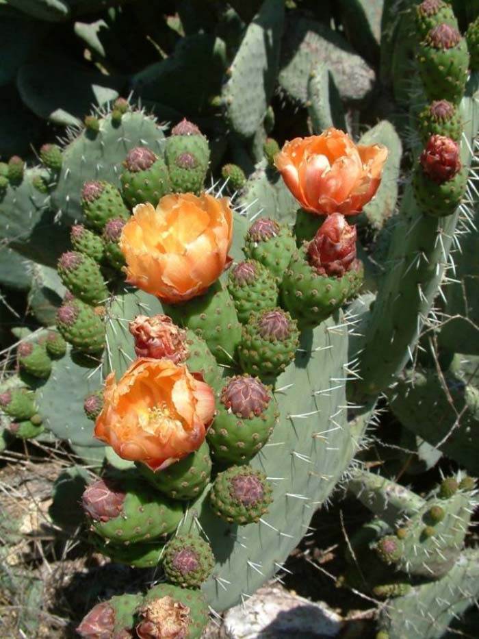 Plant photo of: Opuntia ficus-indica