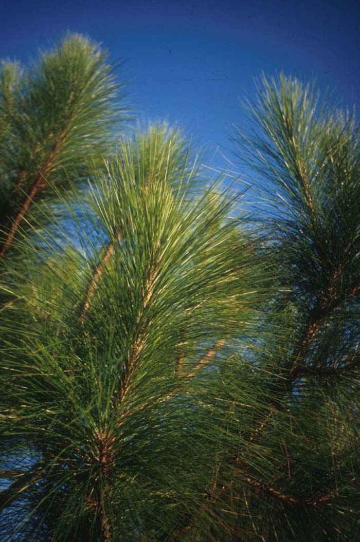 Plant photo of: Pinus roxburghii