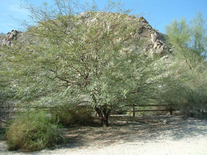 Plant photo of: Prosopis alba