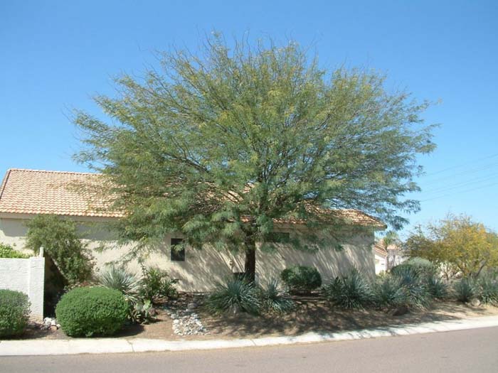 Plant photo of: Prosopis chilensis