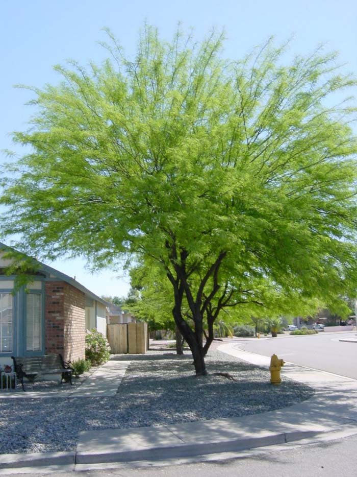 Plant photo of: Prosopis chilensis