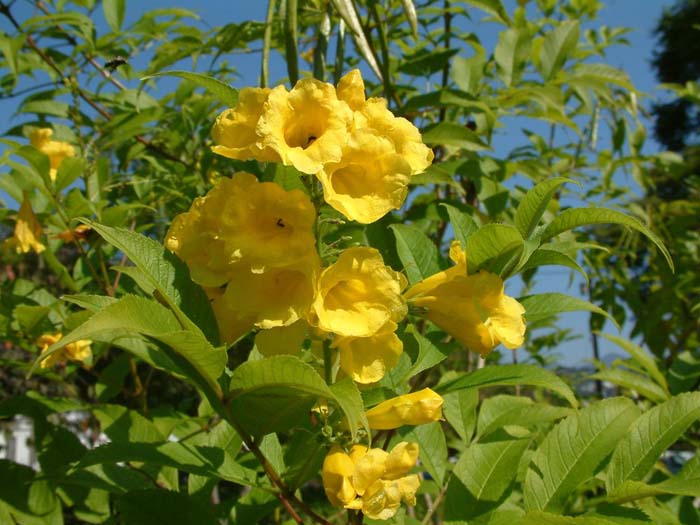 Plant photo of: Tecoma stans v. stans