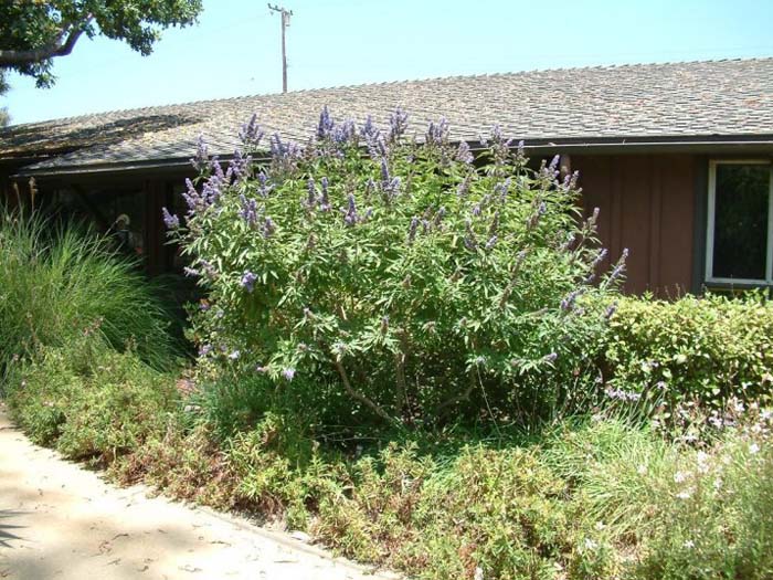 Plant photo of: Vitex agnus-castus