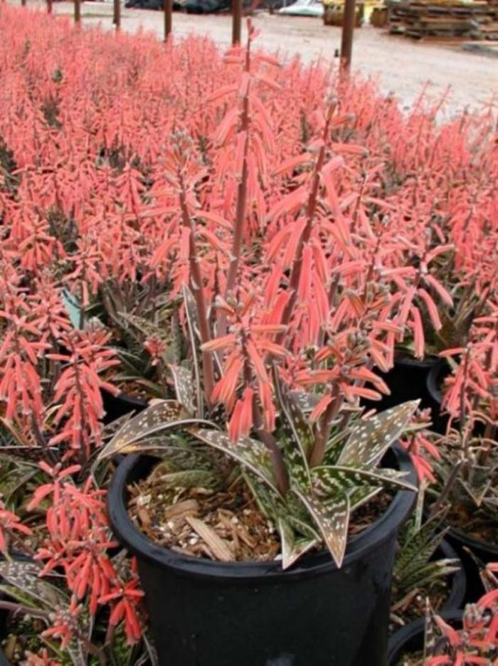 Plant photo of: Aloe variegata