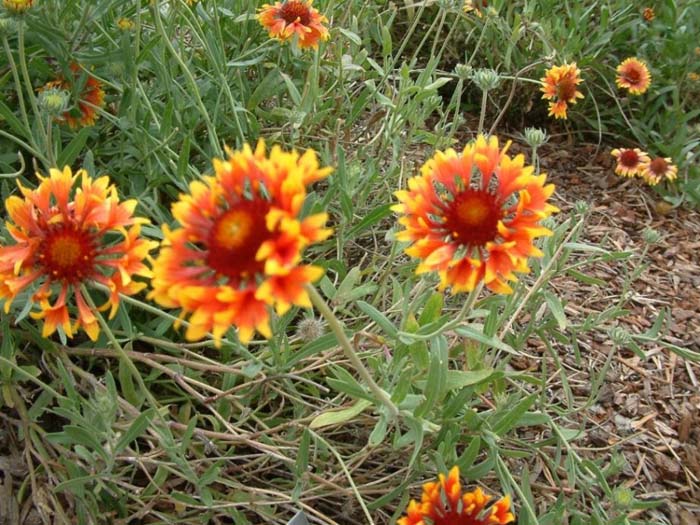 Plant photo of: Gaillardia aristata