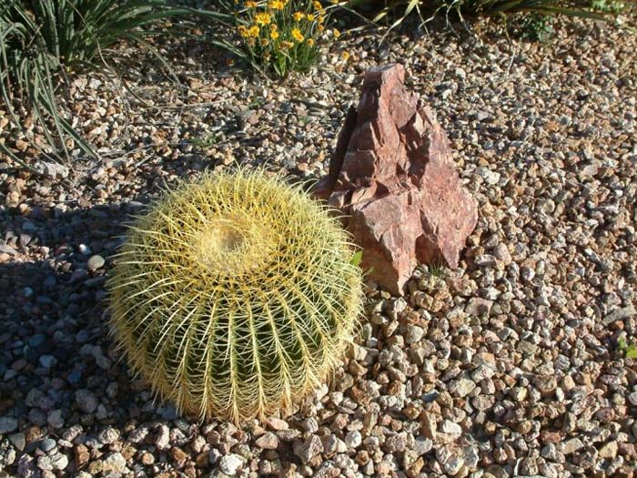 Plant photo of: Echinocactus grusonii