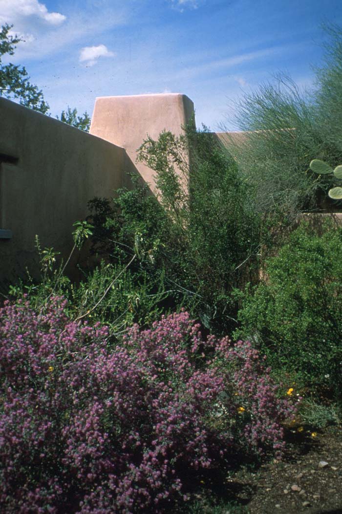 Plant photo of: Dalea pulchra