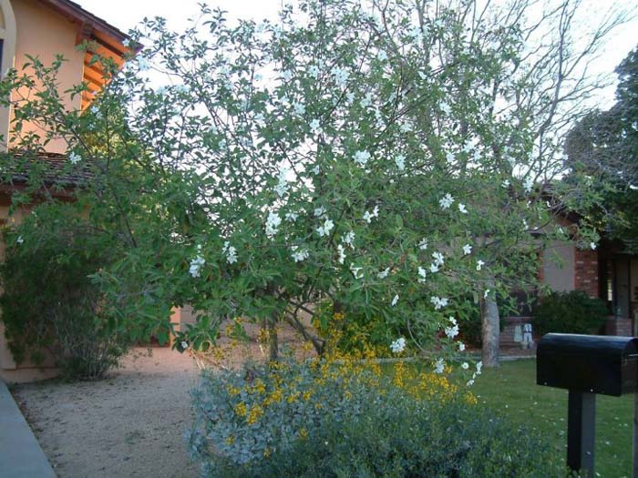 Plant photo of: Cordia boissieri