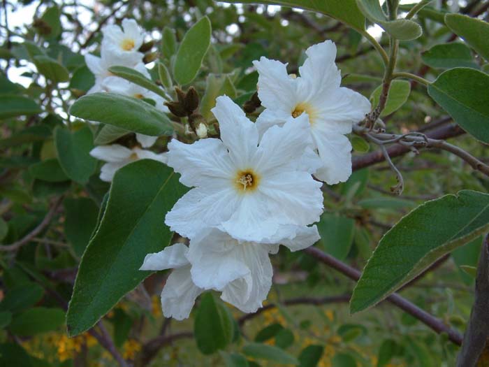 Plant photo of: Cordia boissieri