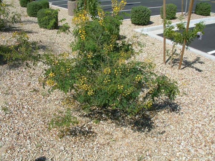 Plant photo of: Caesalpinia mexicana