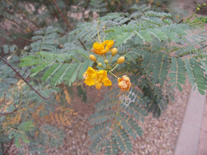 Plant photo of: Caesalpinia mexicana