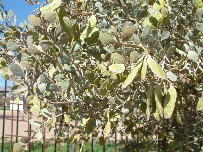 Plant photo of: Acacia craspedocarpa