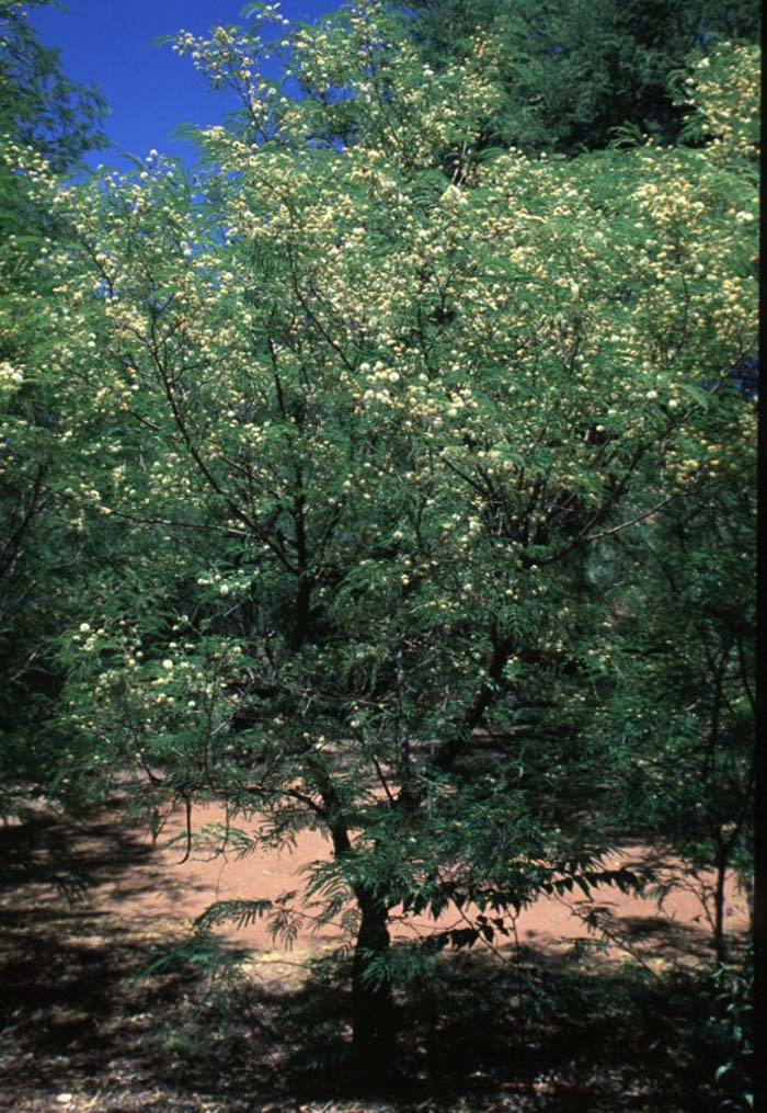 Plant photo of: Acacia berlandieri