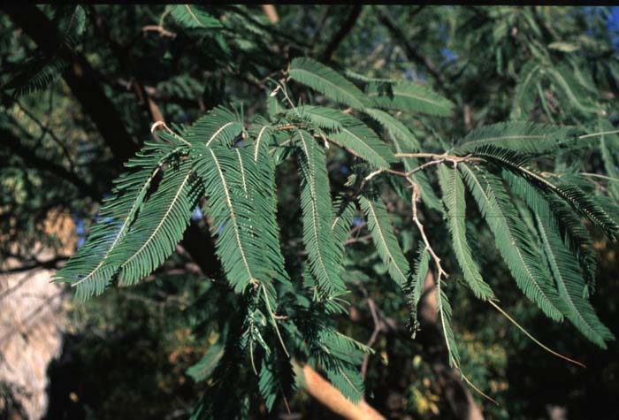 Plant photo of: Acacia pennatula