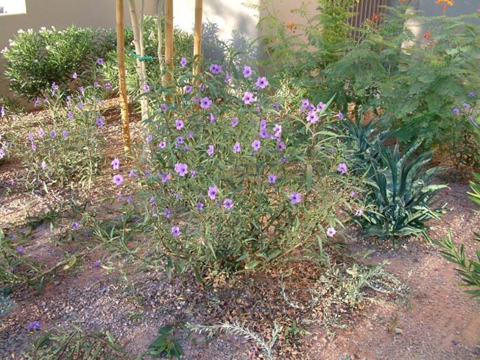 Plant photo of: Ruellia brittoniana