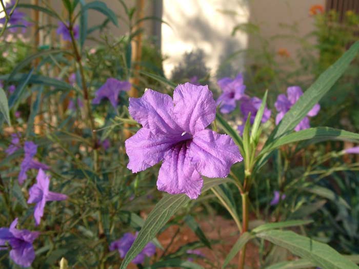 Plant photo of: Ruellia brittoniana