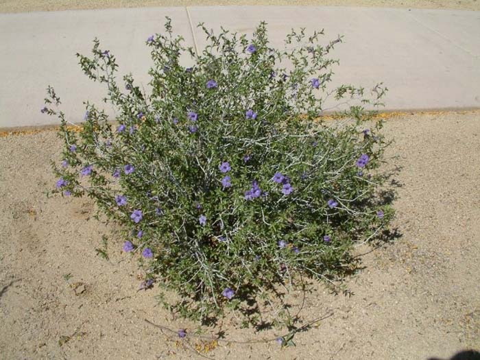 Plant photo of: Ruellia peninsularis