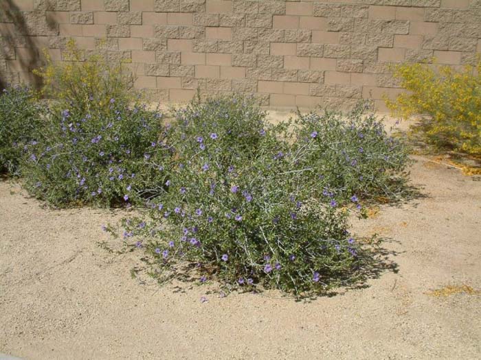 Plant photo of: Ruellia peninsularis