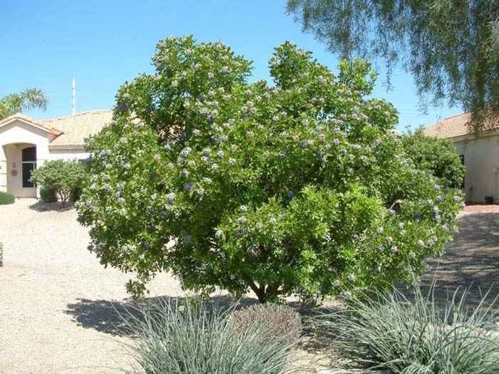 Plant photo of: Sophora secundiflora