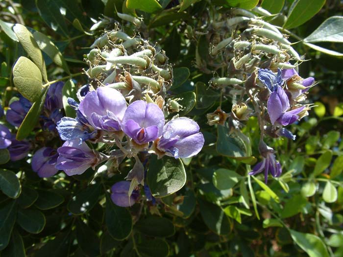 Plant photo of: Sophora secundiflora