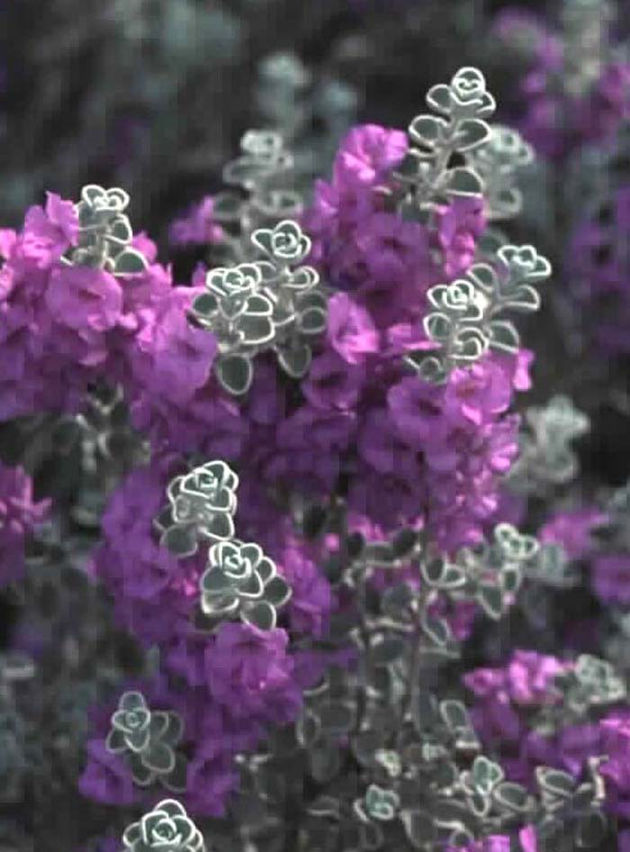 Plant photo of: Leucophyllum zygophyllum