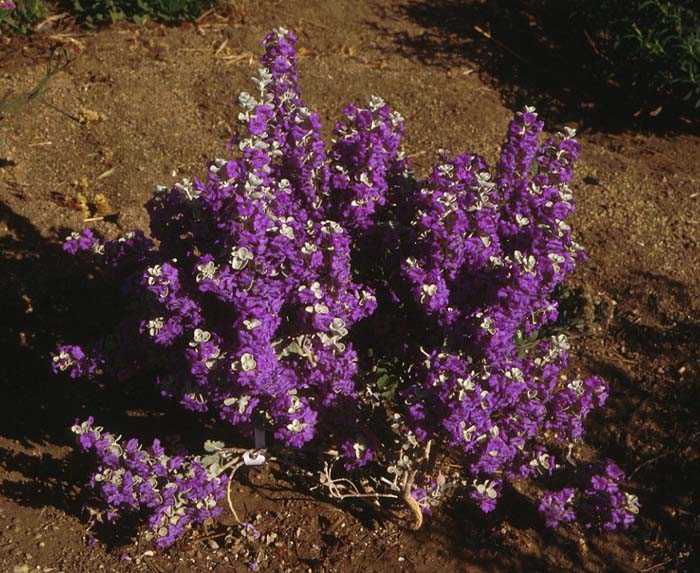 Plant photo of: Leucophyllum zygophyllum