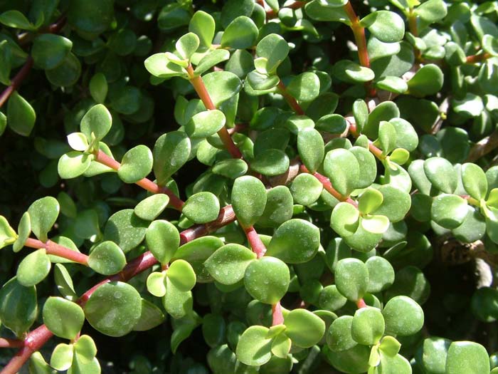 Plant photo of: Portulacaria afra