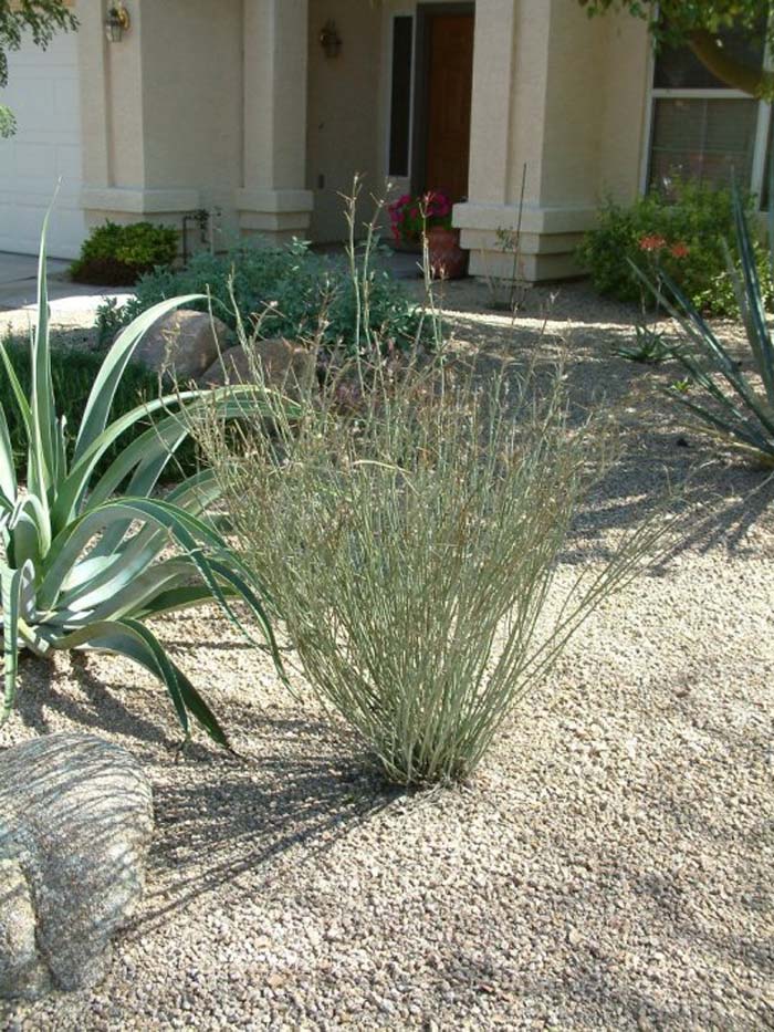 Plant photo of: Asclepias subulata