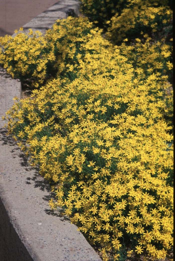 Plant photo of: Chrysactinia mexicana