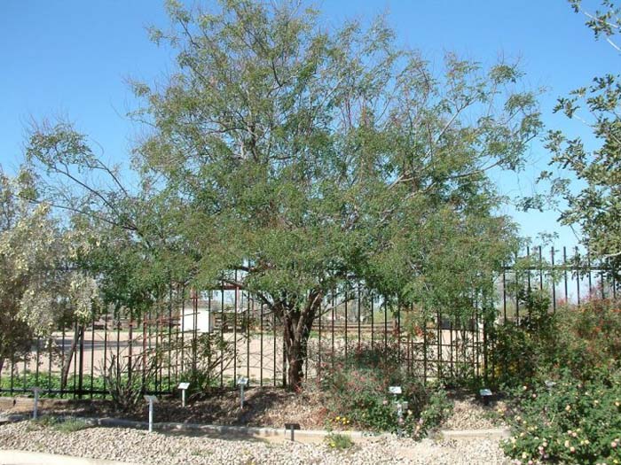 Plant photo of: Caesalpinia cacalaco