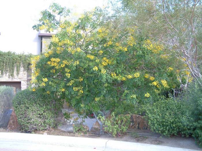 Plant photo of: Caesalpinia cacalaco