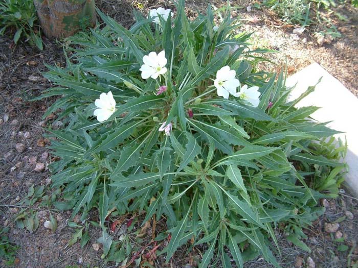 Plant photo of: Oenothera caespitosa