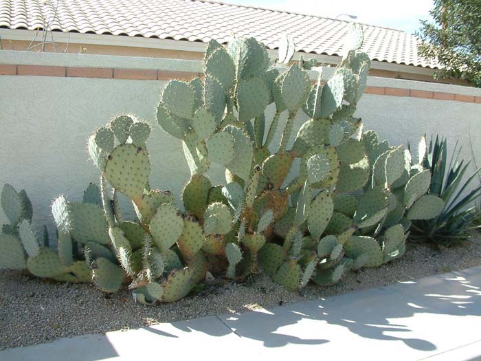 Plant photo of: Opuntia robusta