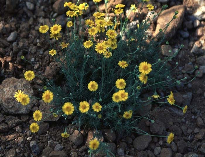 Plant photo of: Thymophylla pentachaeta