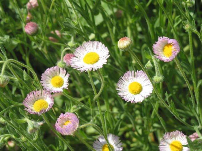 Plant photo of: Erigeron divergens