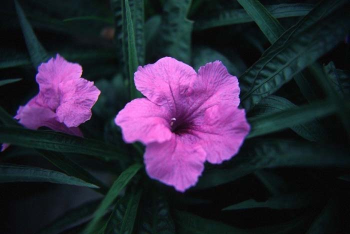 Plant photo of: Ruellia brittoniana 'Katie'