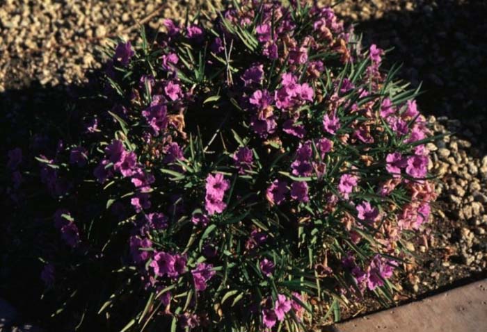 Plant photo of: Ruellia brittoniana 'Katie'