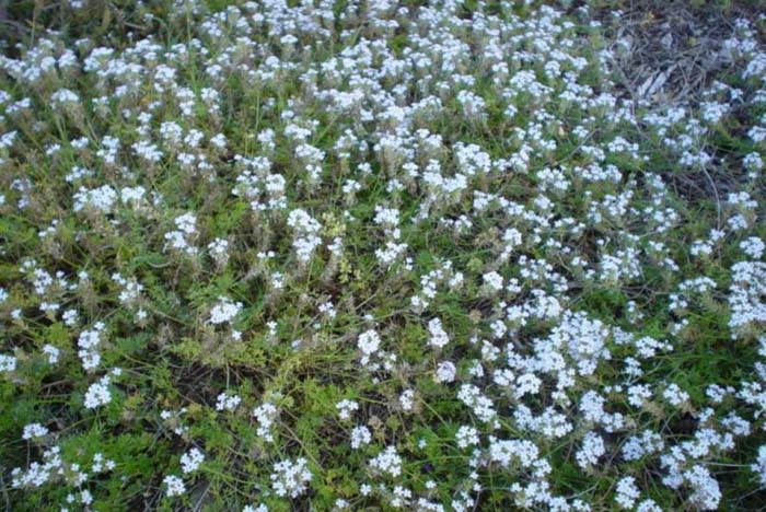 Plant photo of: Verbena pulchella gracilior