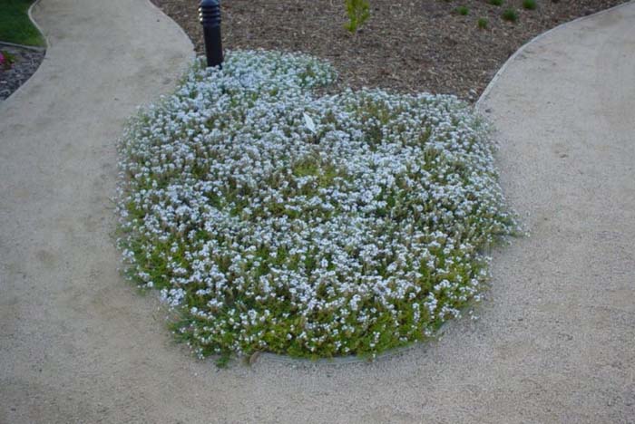 Plant photo of: Verbena pulchella gracilior