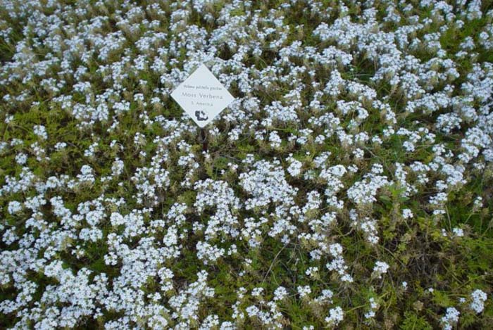 Plant photo of: Verbena pulchella gracilior